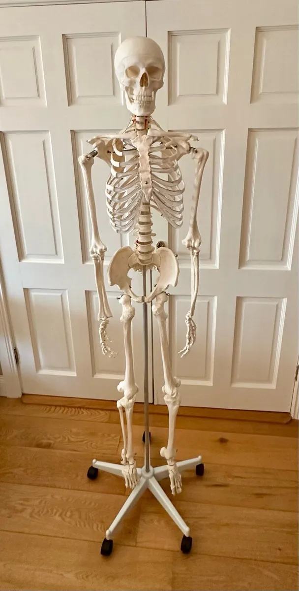 Skeleton - Life size anatomical correct