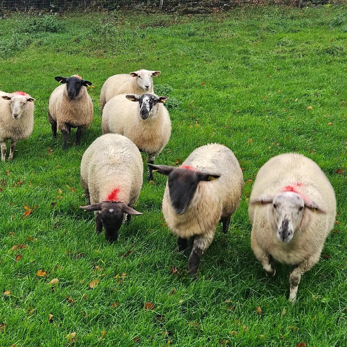 Ewe Lambs - Image 3