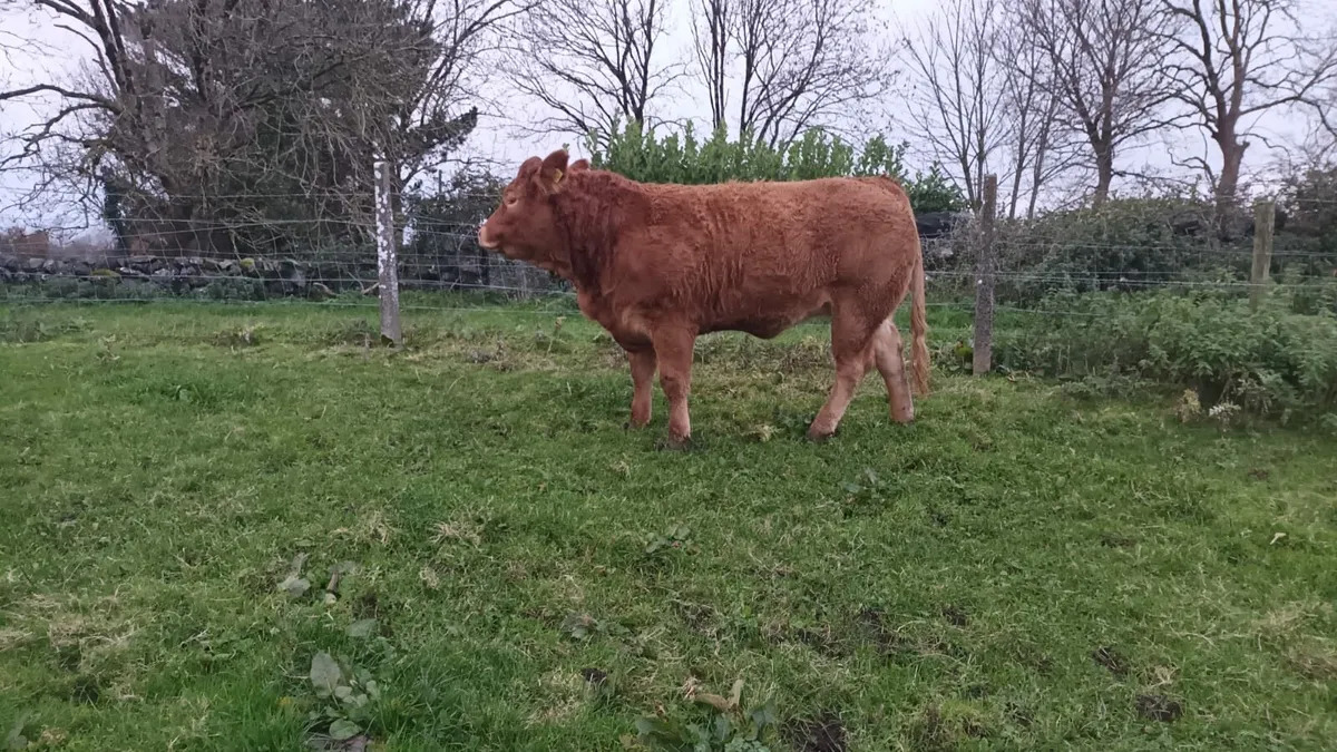 🔥Clare limousin club Annual Heifer Sale🔥 - Image 1