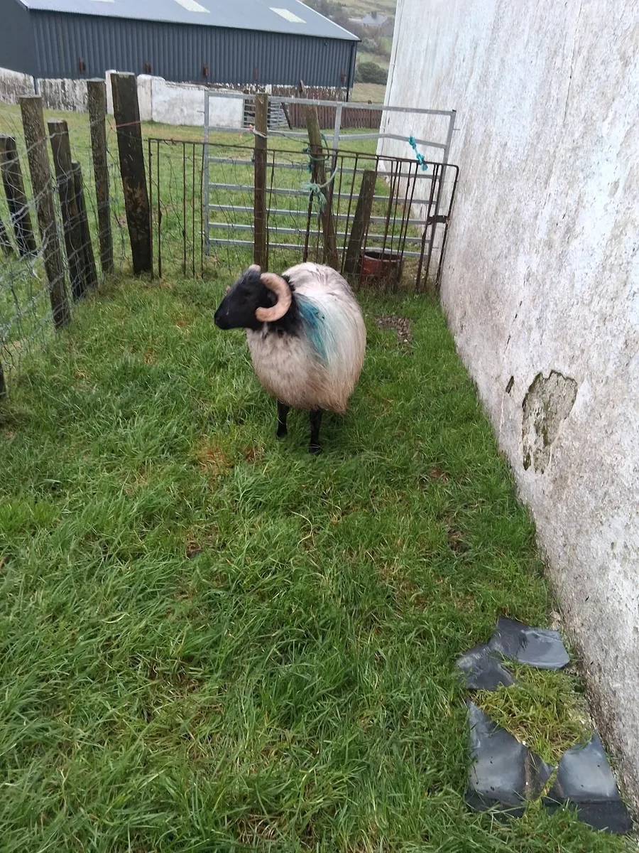 Sheep - Image 3