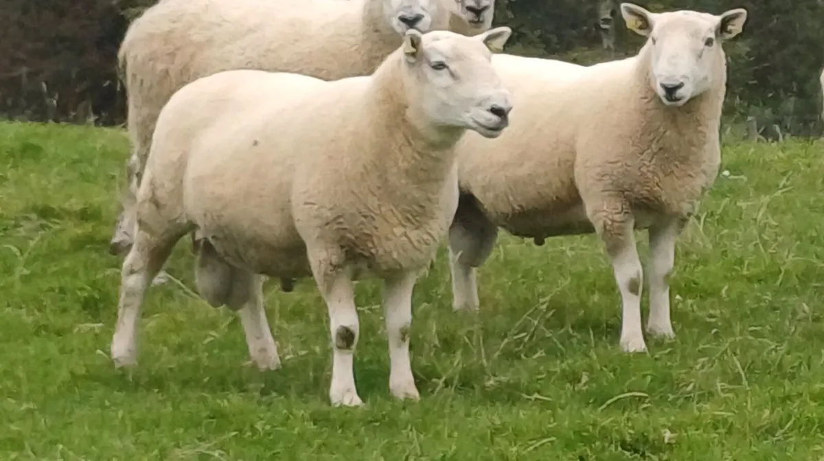 Hogget Rams and ram lambs - Image 2