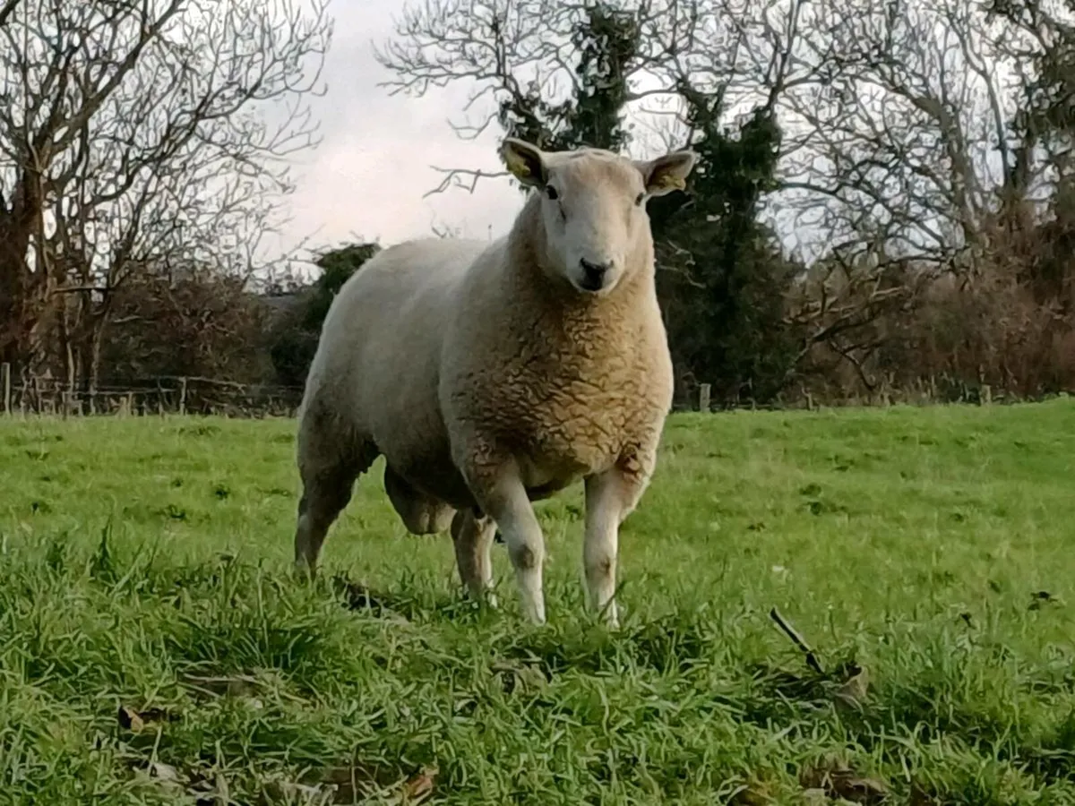 Hogget Rams and ram lambs - Image 3