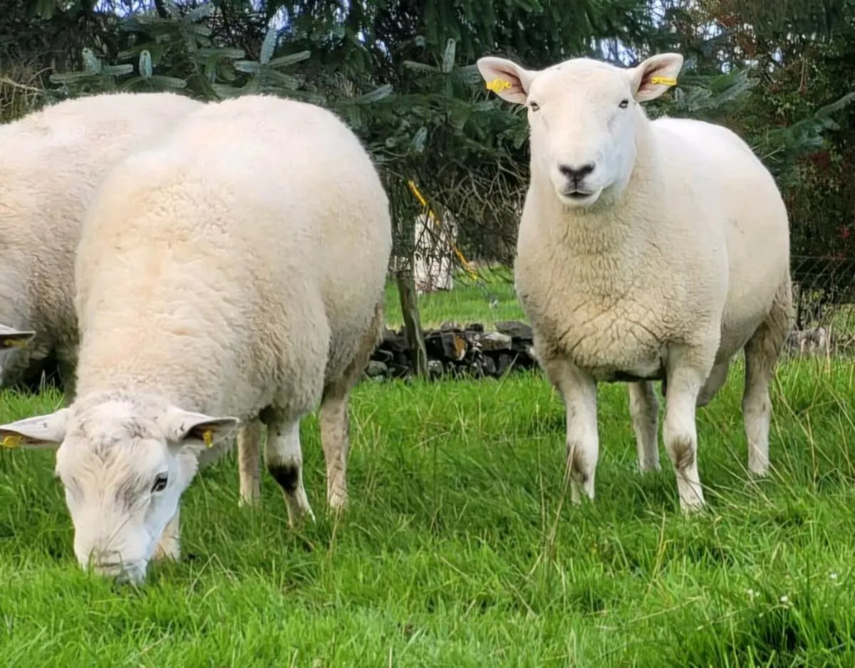 Hogget Rams and ram lambs - Image 4