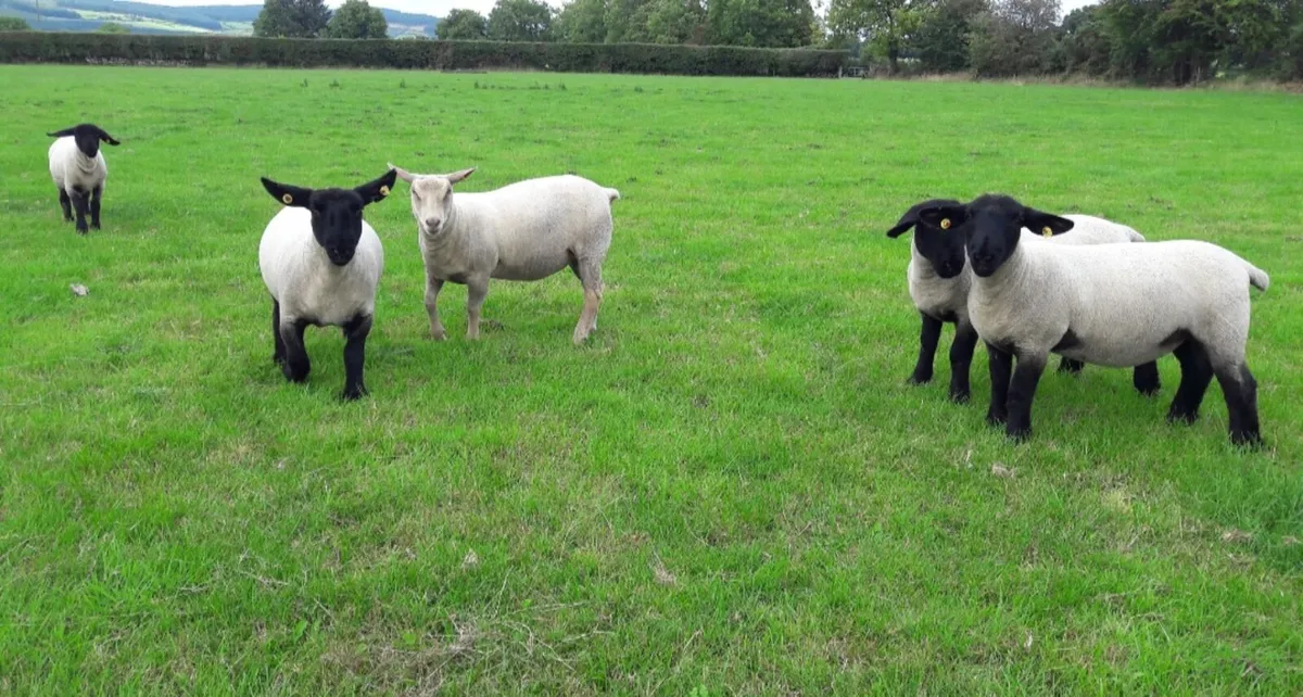 Pedigree Suffolk Ewe Lambs