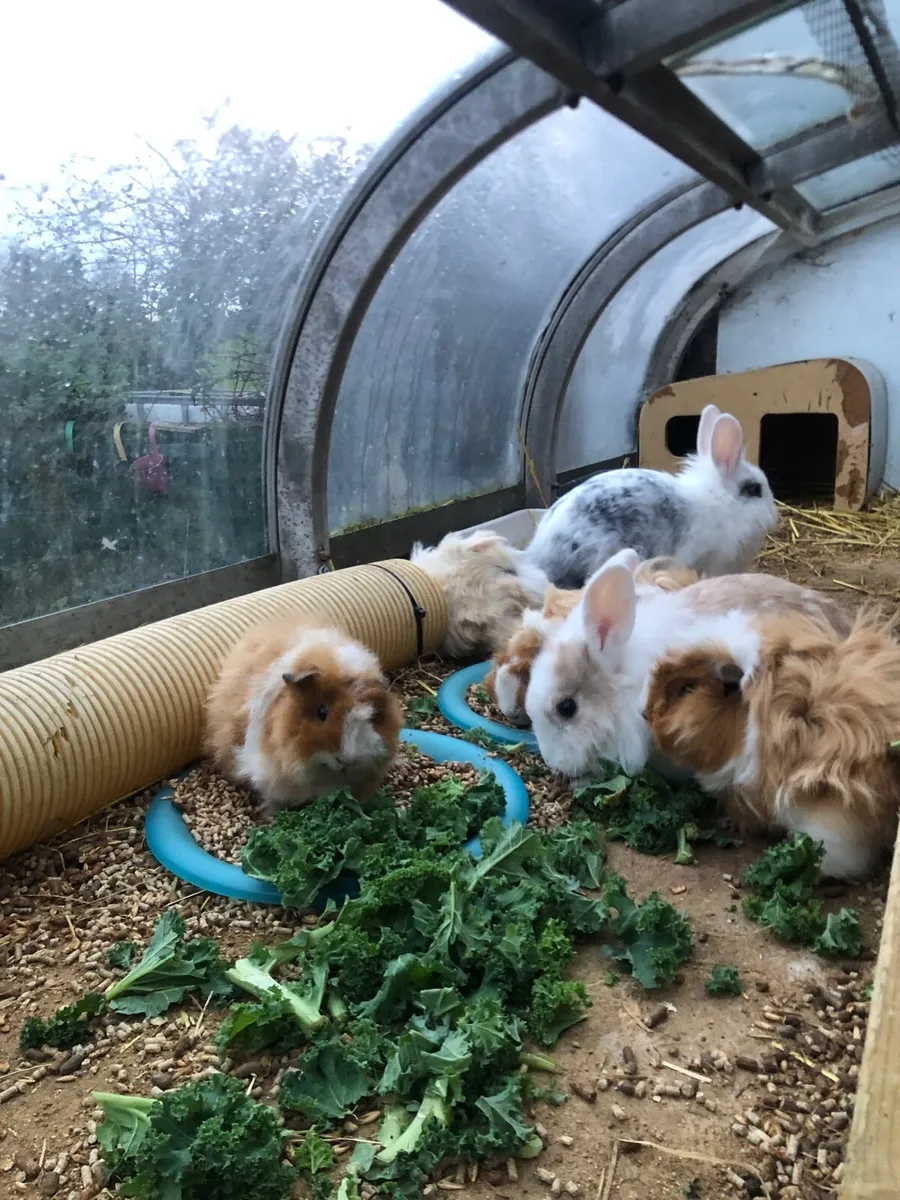Guinea pigs & Lions Maine X angora bunnies - Image 4
