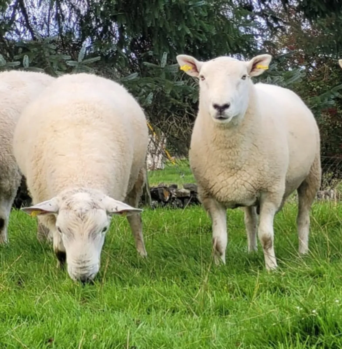 Hogget Rams and ram lambs - Image 1