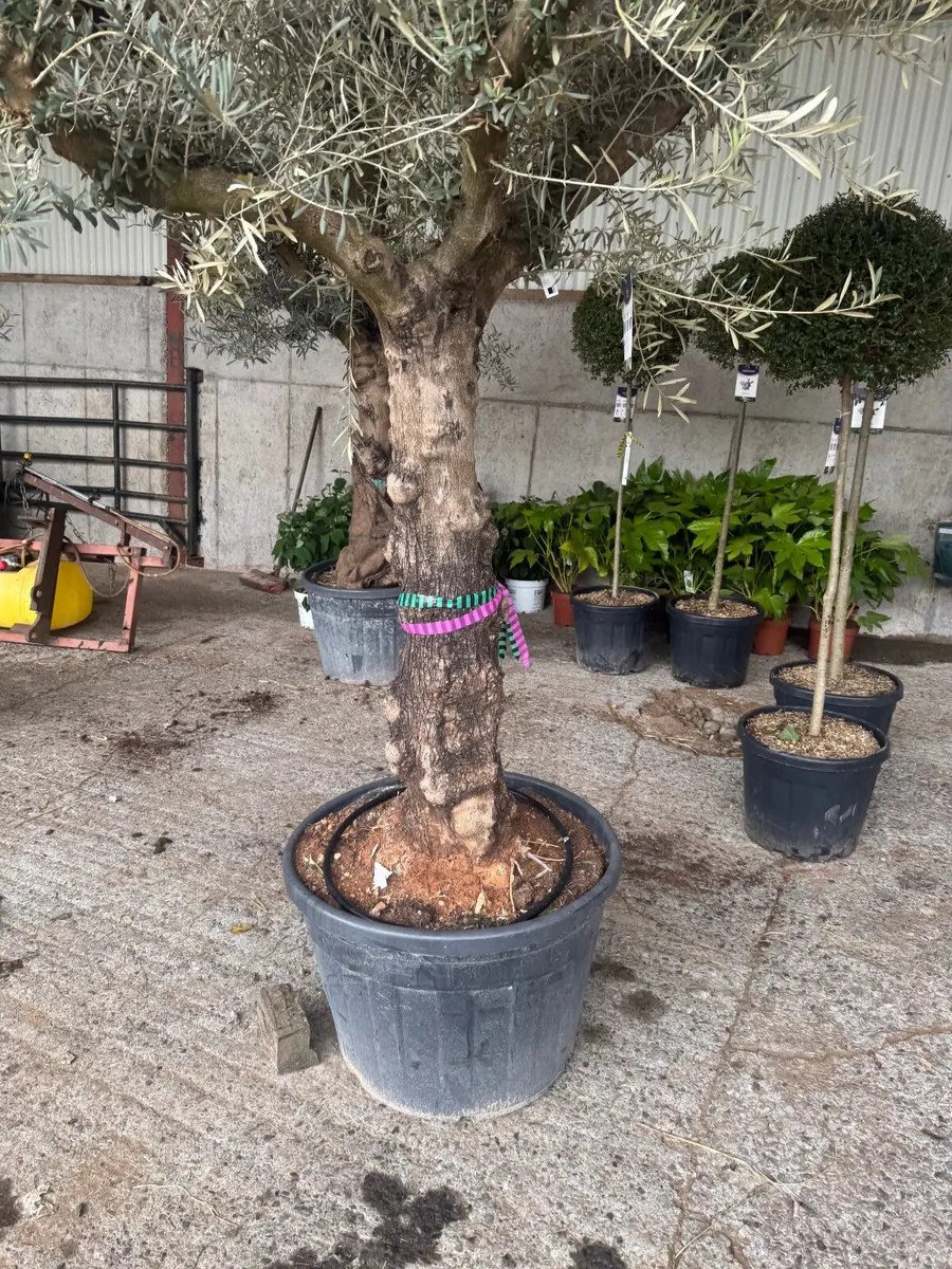 Mature olive tree - Image 4