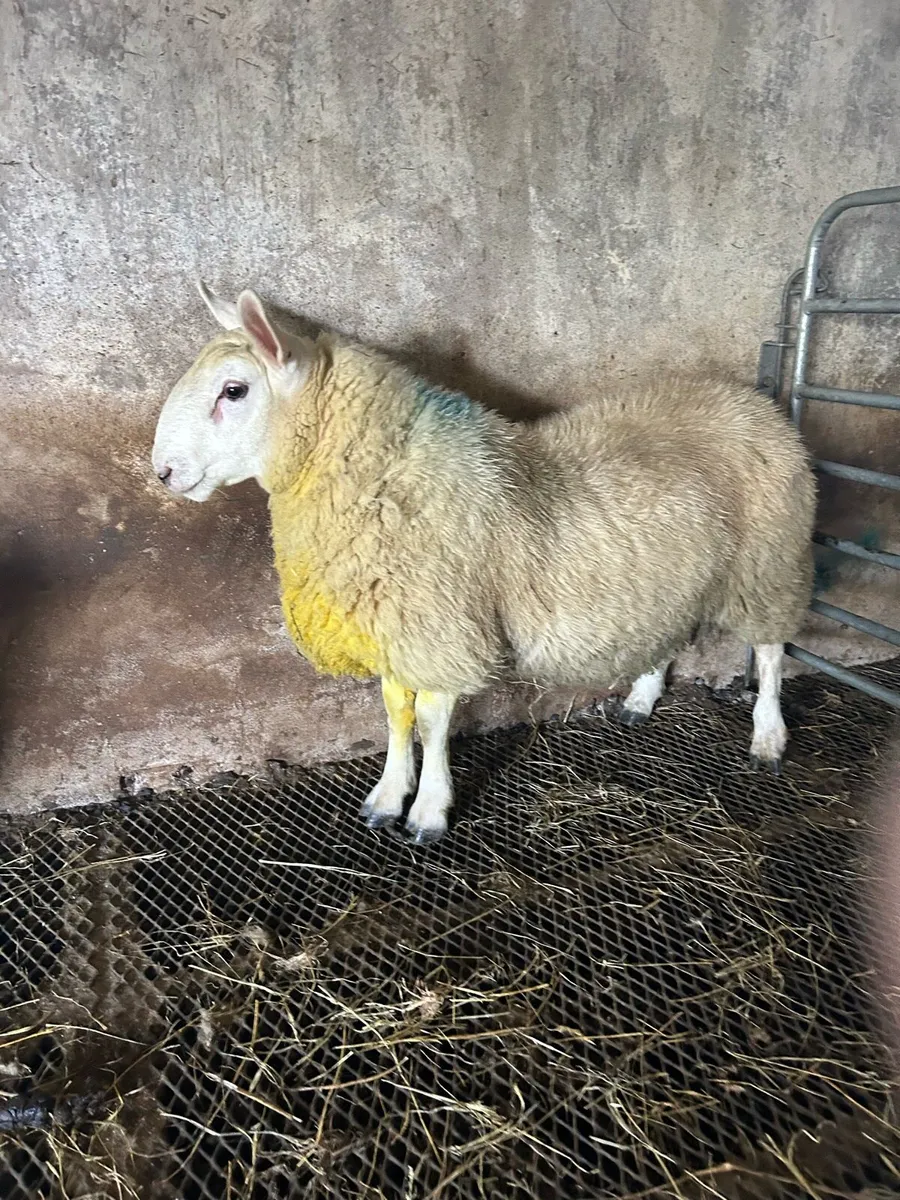 Cheviot ram lamb - Image 1