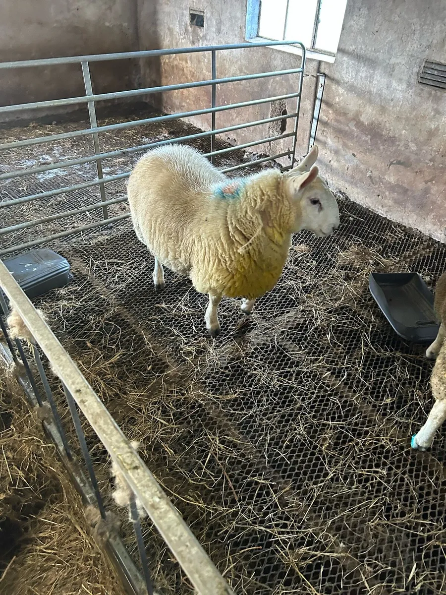 Cheviot ram lamb - Image 2