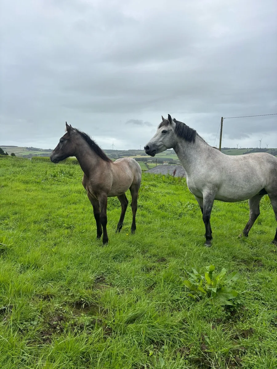 Connemara Colt Foal - Image 1