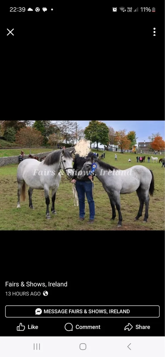 Connemara Colt Foal - Image 2