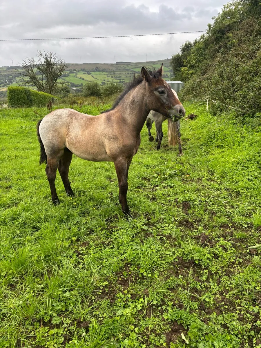 Connemara Colt Foal - Image 3