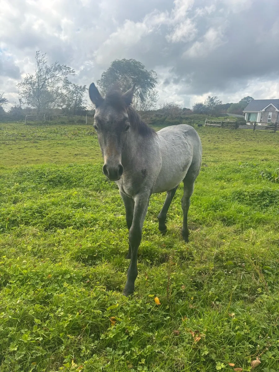 Connemara Colt Foal - Image 4