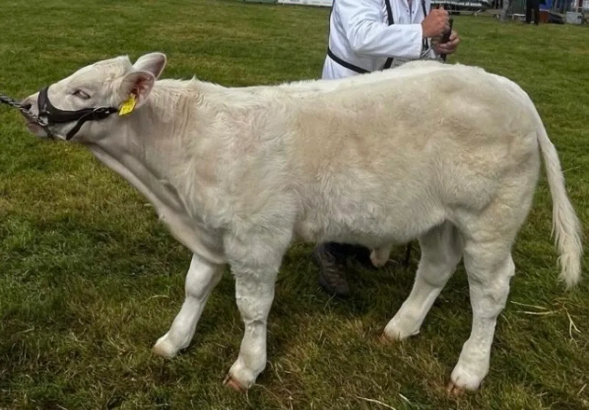 2 of Pedigree Charolais Weanlings for sale - Image 3