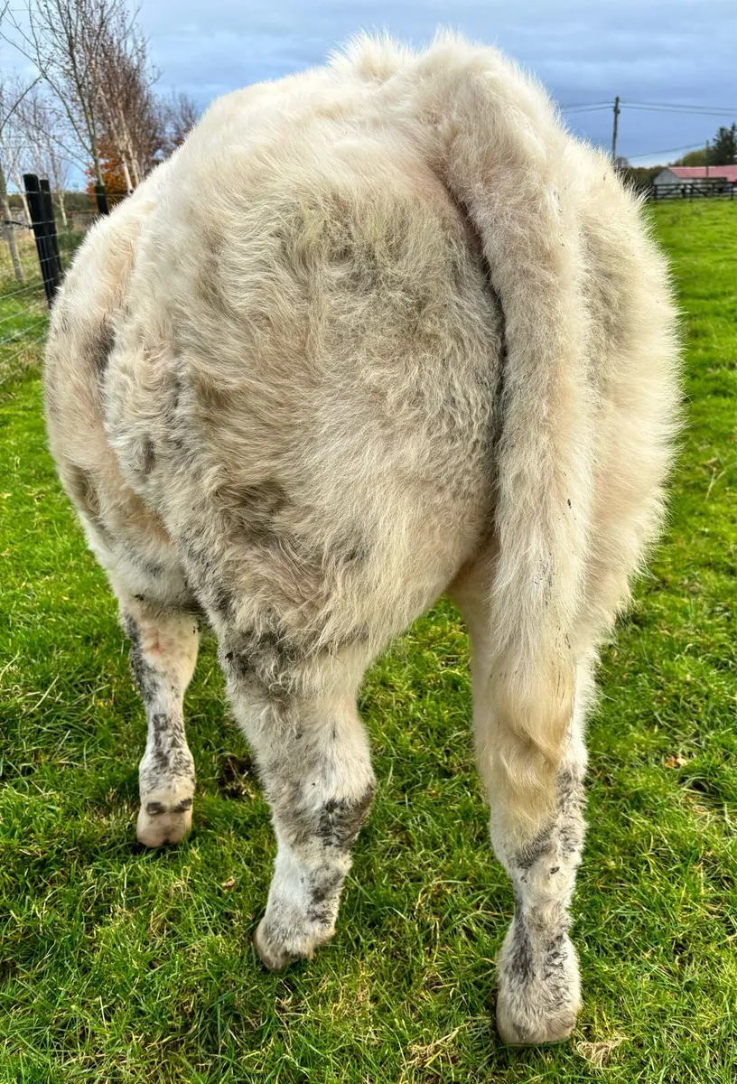 2 of Pedigree Charolais Weanlings for sale - Image 4
