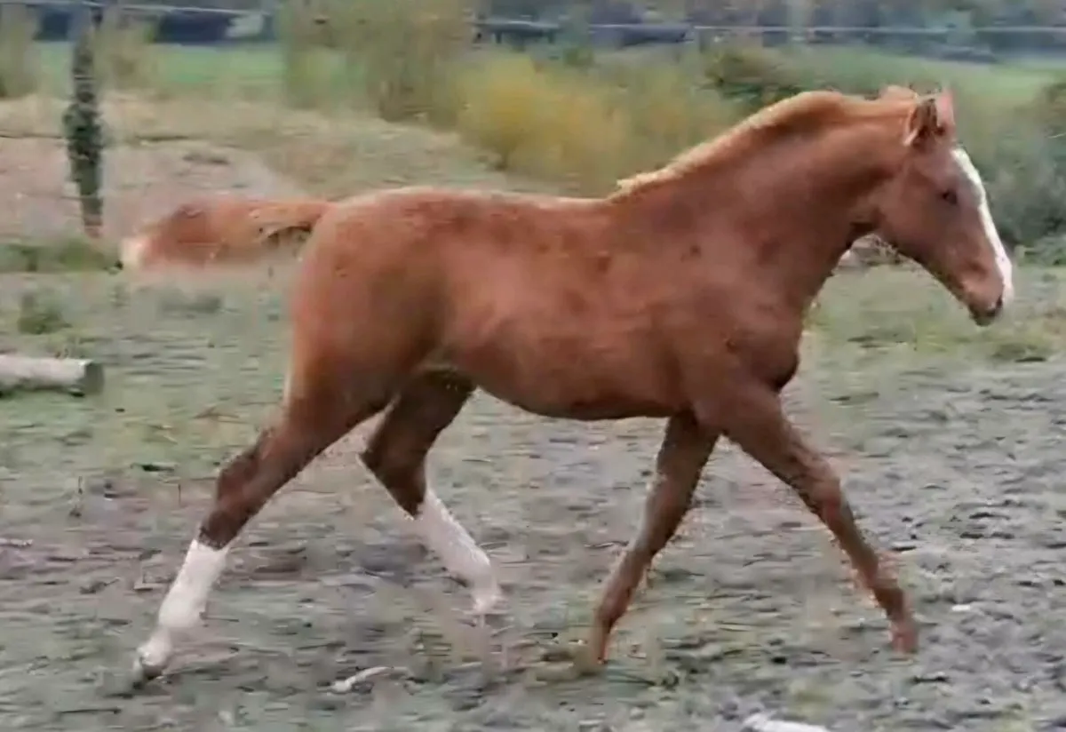 2 foals for sale - Image 1