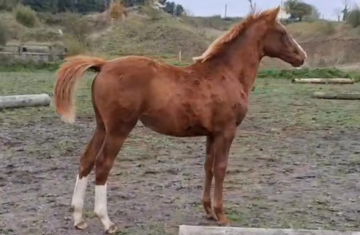 2 foals for sale - Image 2