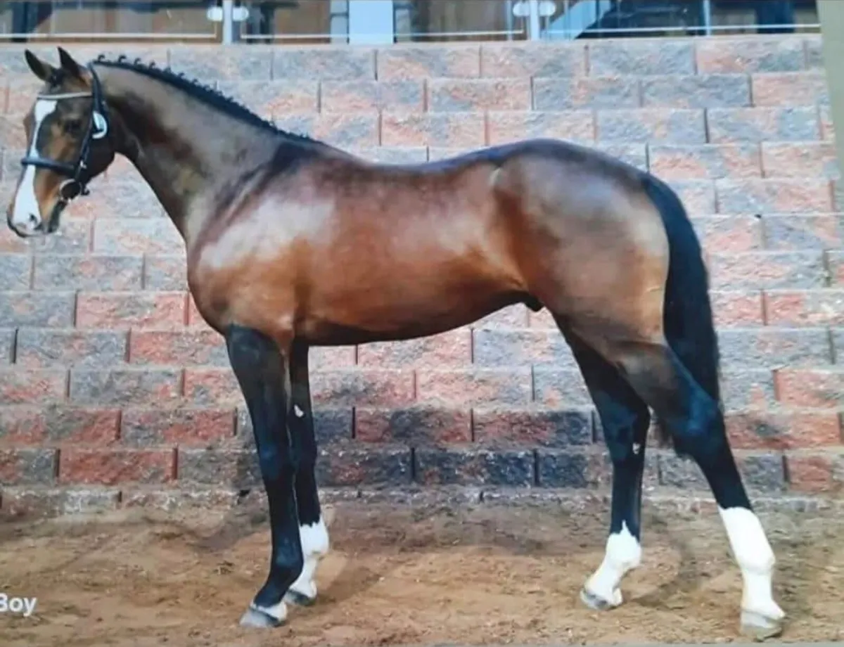 2 foals for sale - Image 3