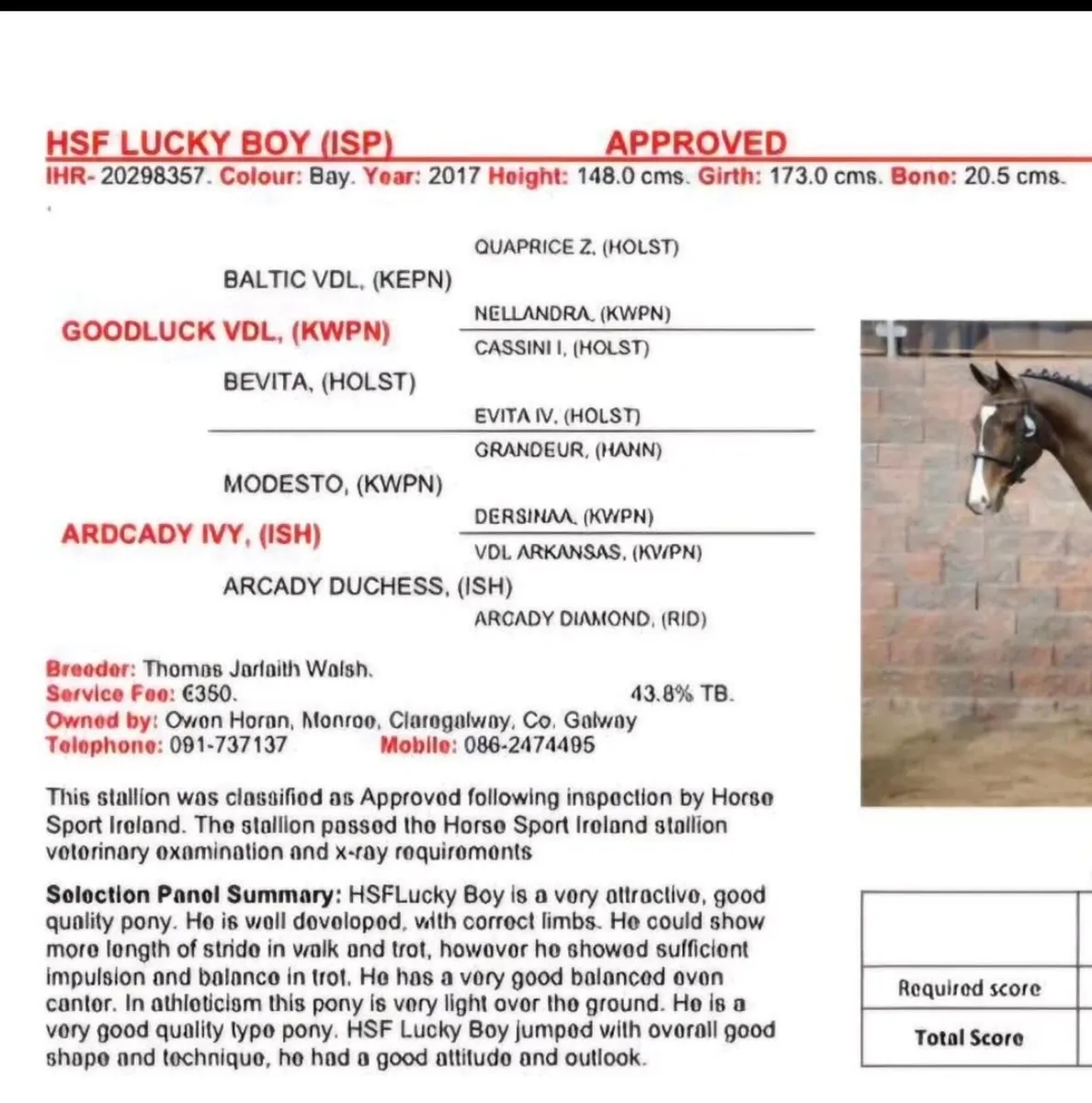 2 foals for sale - Image 4