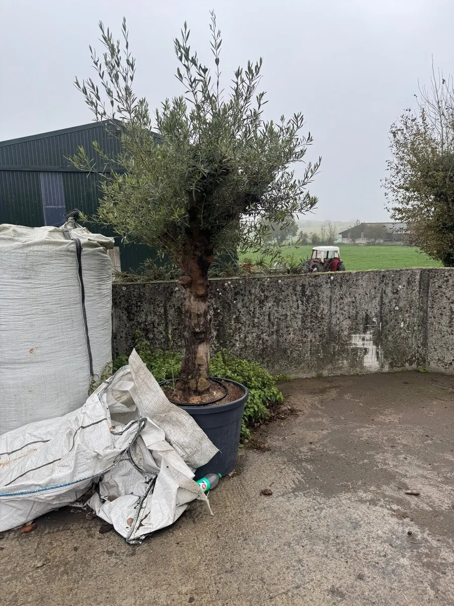 Mature olive tree - Image 1