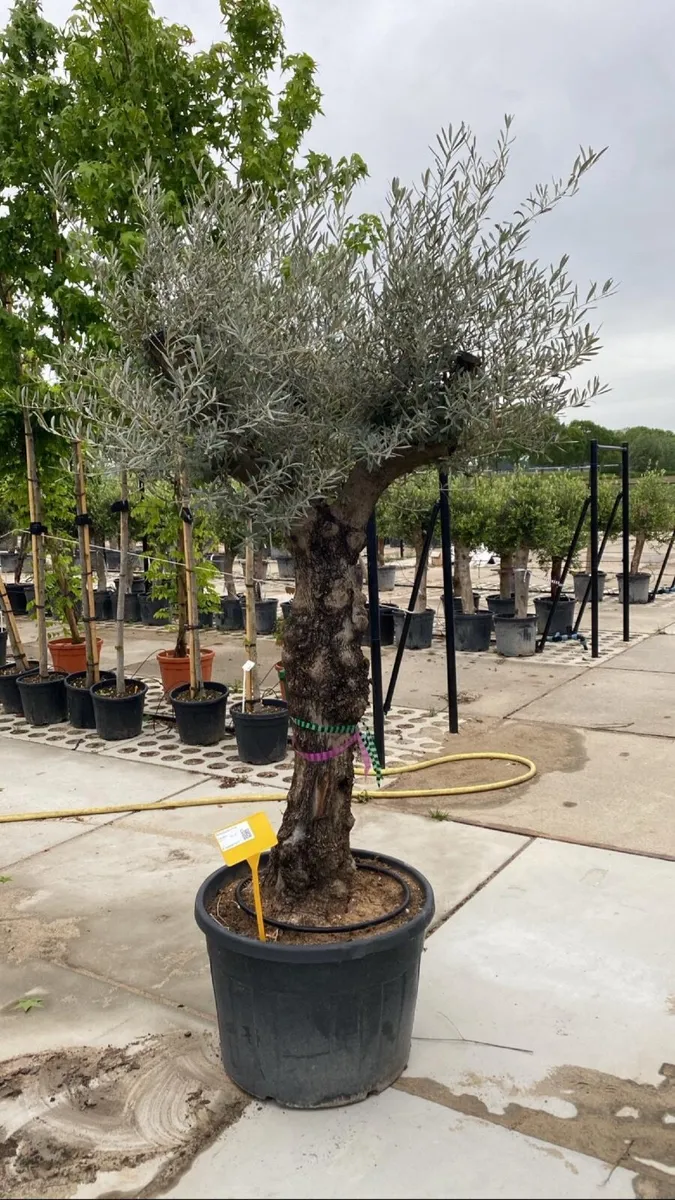 Mature olive tree - Image 2