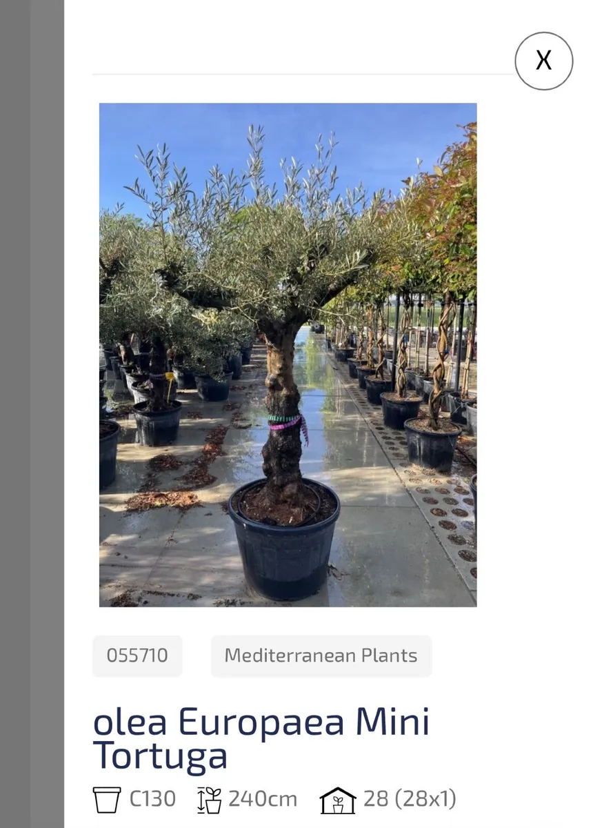 Mature olive tree - Image 3