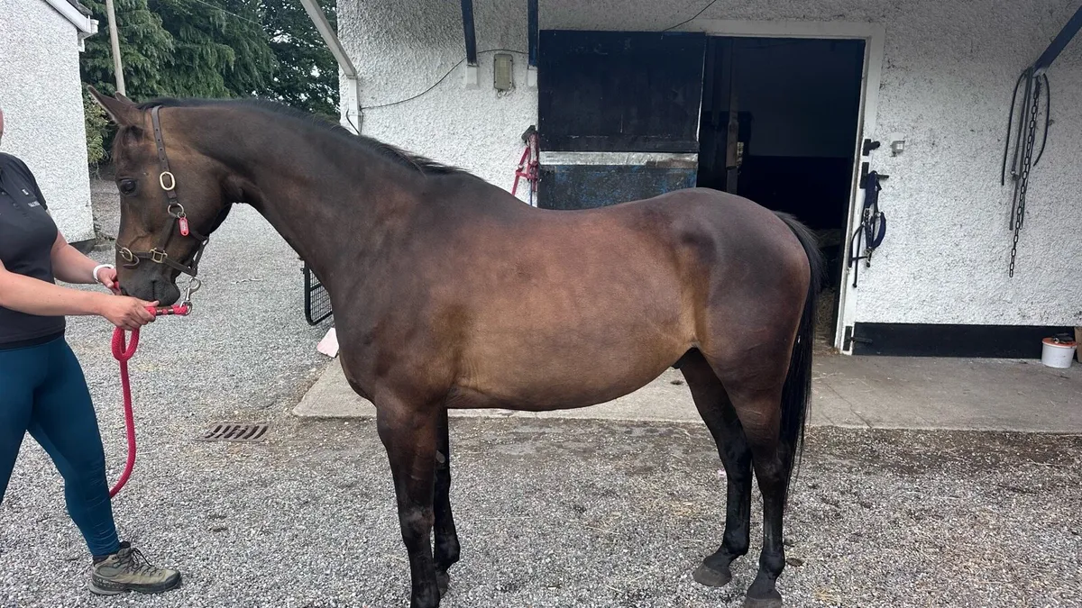 14.2 brp 12yo - Image 1