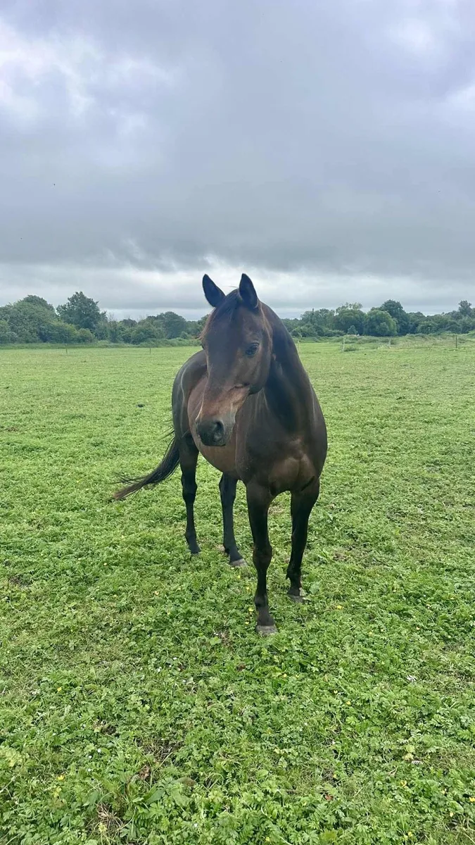 14.2 brp 12yo - Image 2