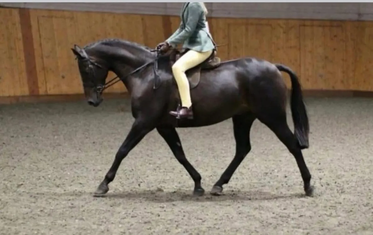 14.2 brp 12yo - Image 3