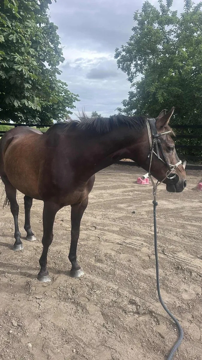 14.2 brp 12yo - Image 4