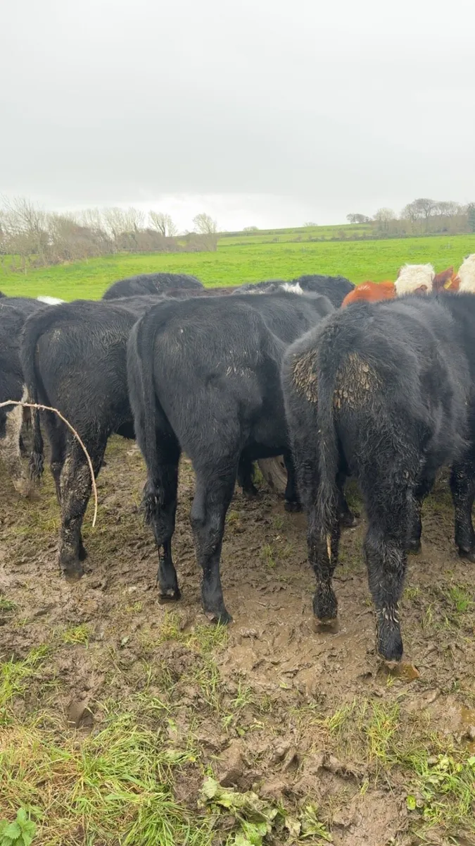 15 bull weanlings - Image 1