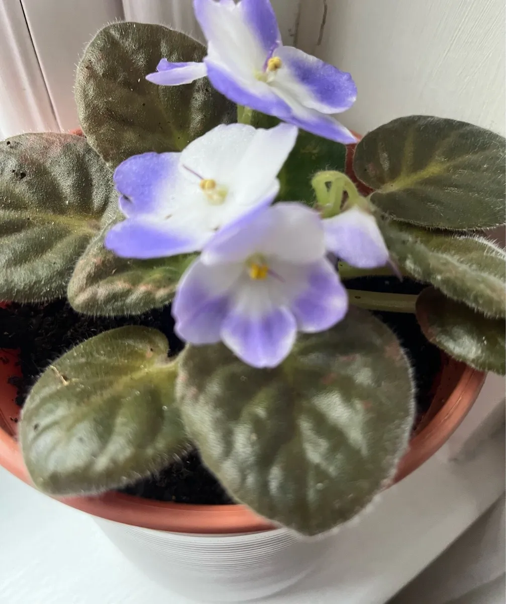 Viola plants - Image 2