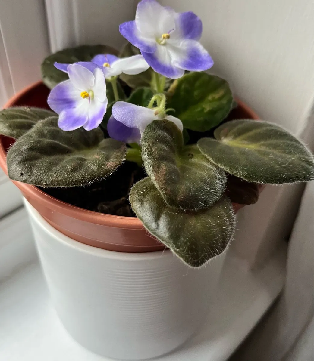 Viola plants - Image 4