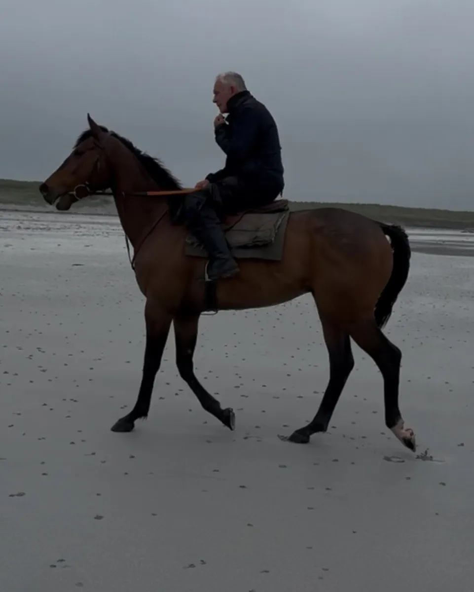 Sea the Stars Gelding 4 Time Winner - Image 3