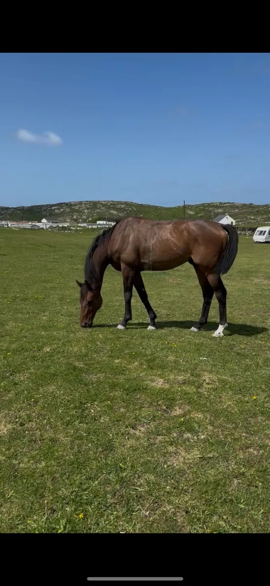 Sea the Stars Gelding 4 Time Winner - Image 4