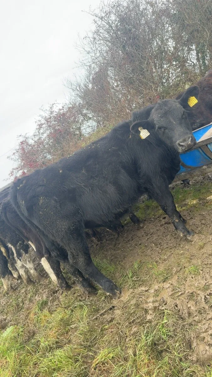 15 bull weanlings - Image 2