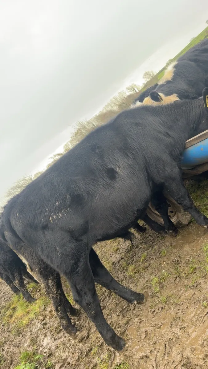 15 bull weanlings - Image 3