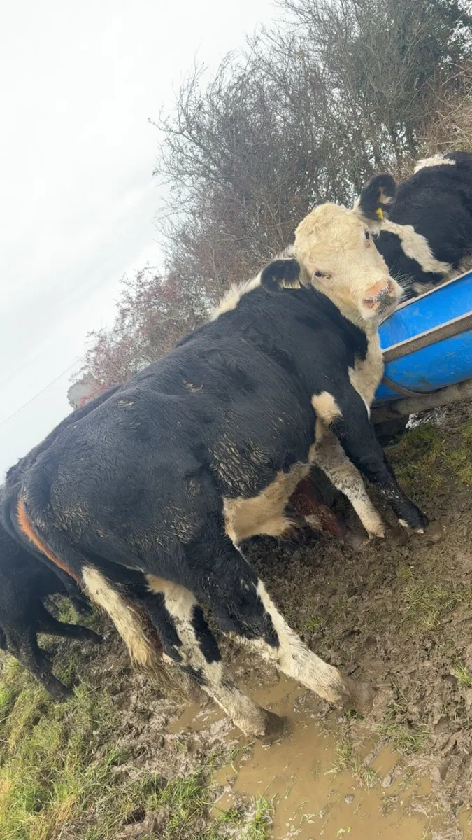 15 bull weanlings - Image 4