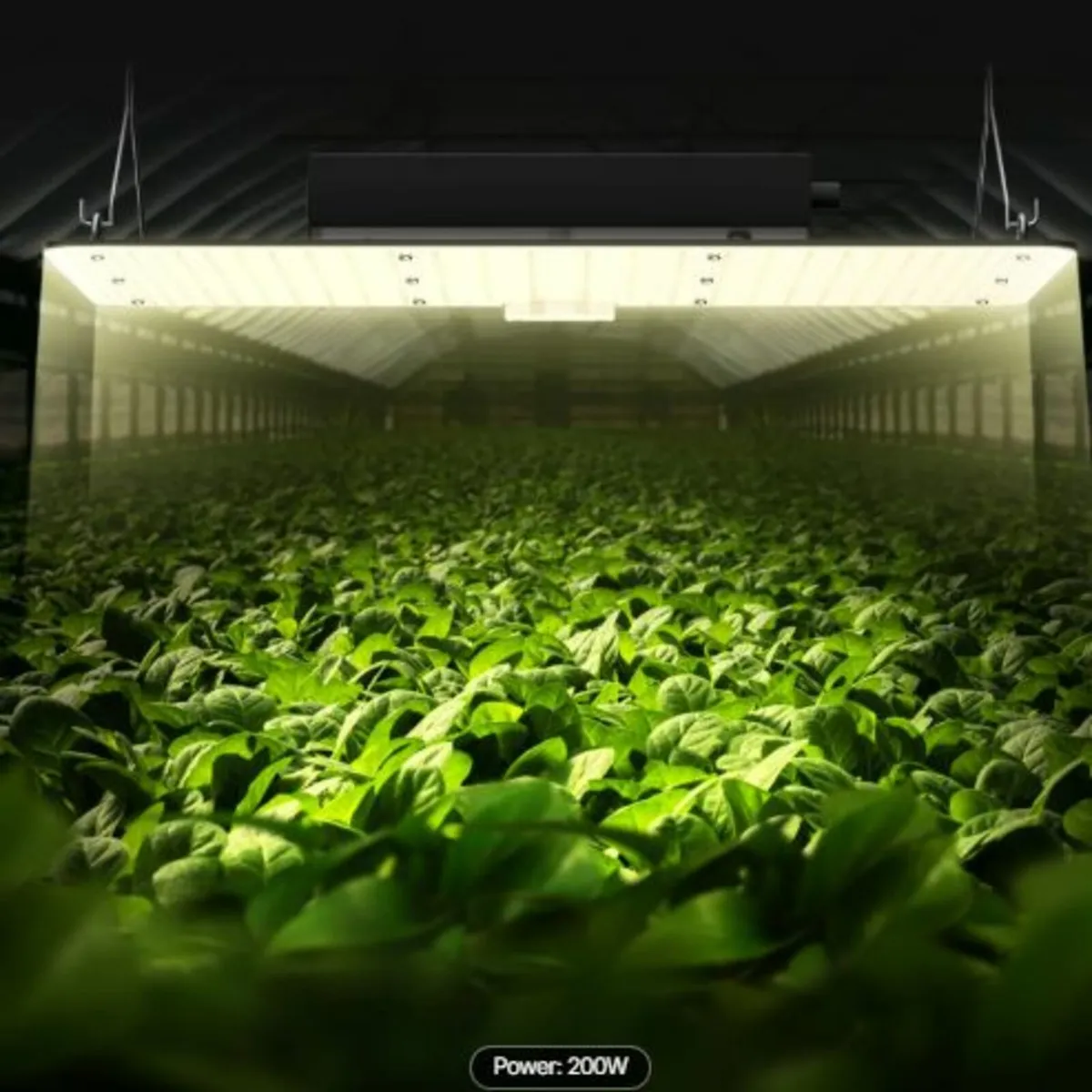 LED Grow Light, 200W Full Spectrum Dimmable, High - Image 2