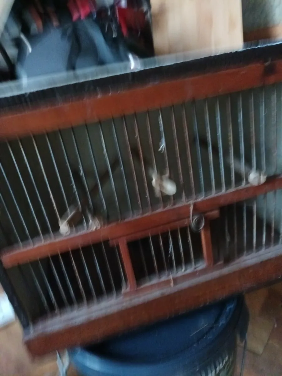 Canary cages - Image 3