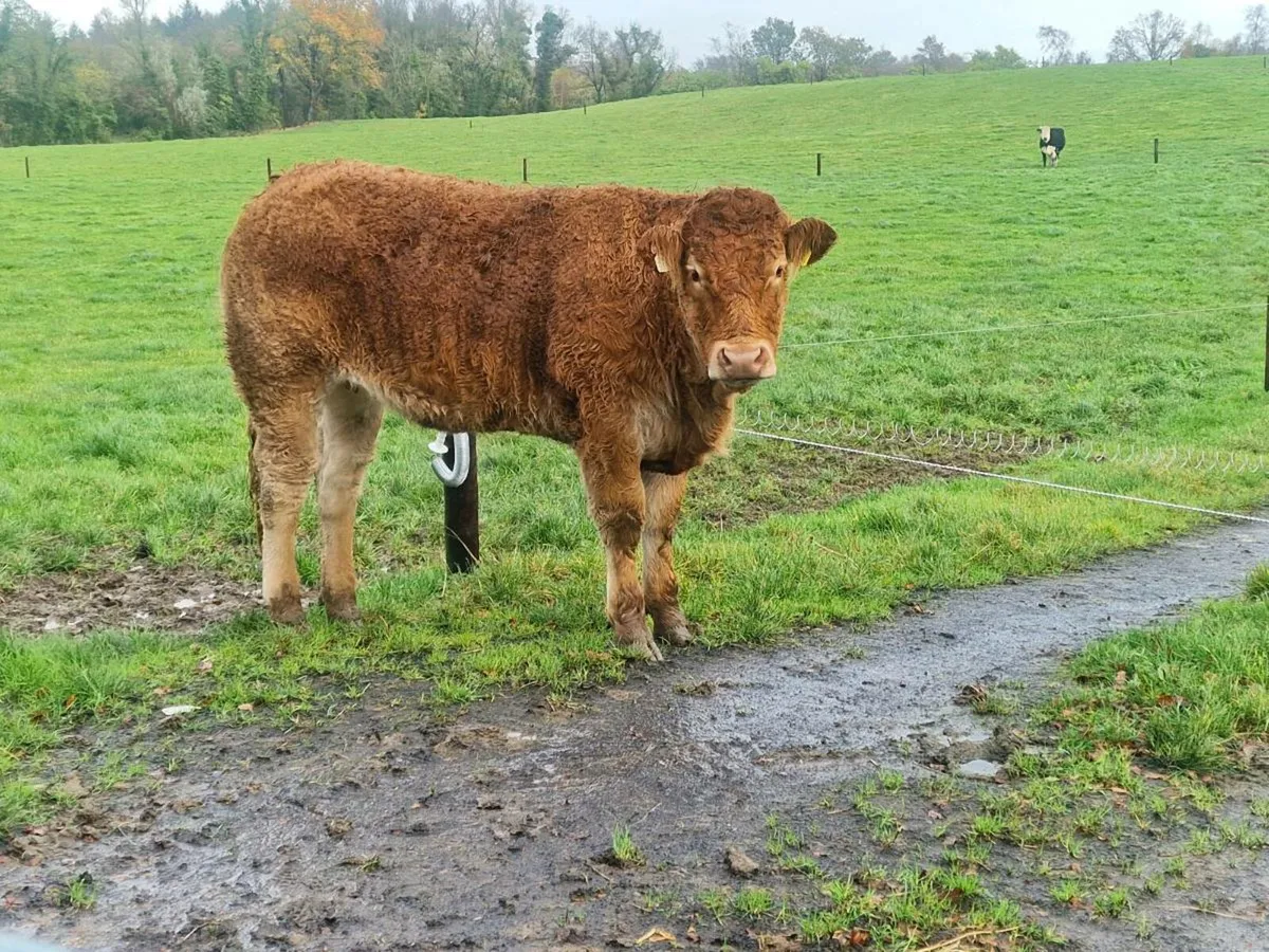 Pedigree Limousin Heifer - Image 1