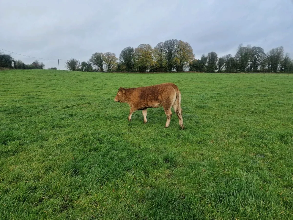 Pedigree Limousin Heifer - Image 2