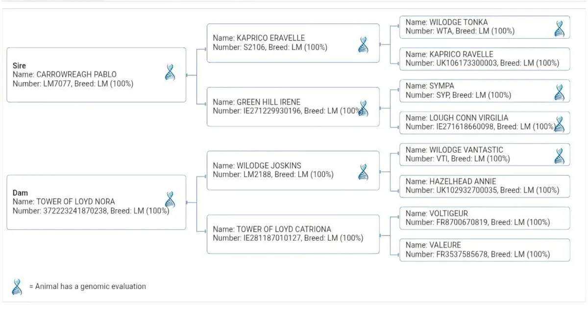 Pedigree Limousin Heifer - Image 3