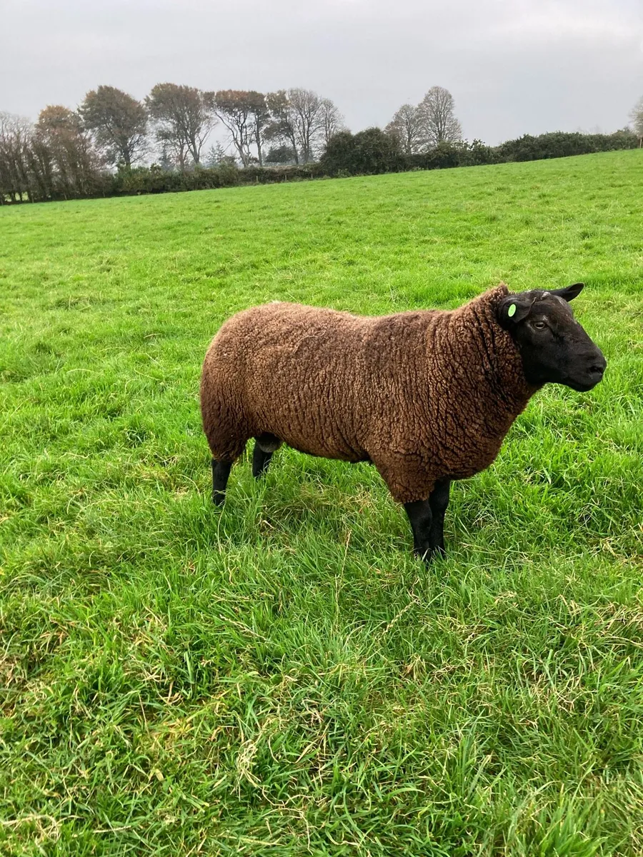 Hogget ram - Image 1