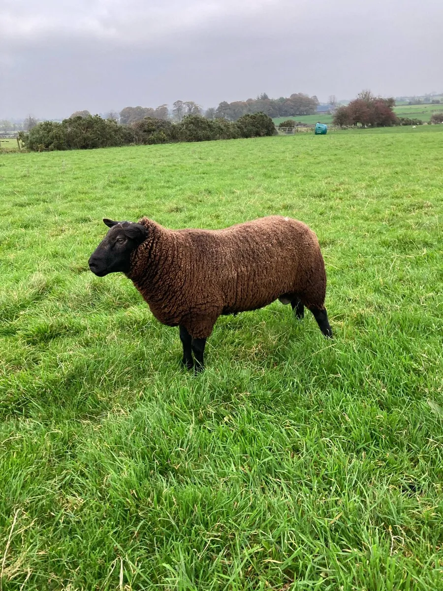 Hogget ram - Image 2