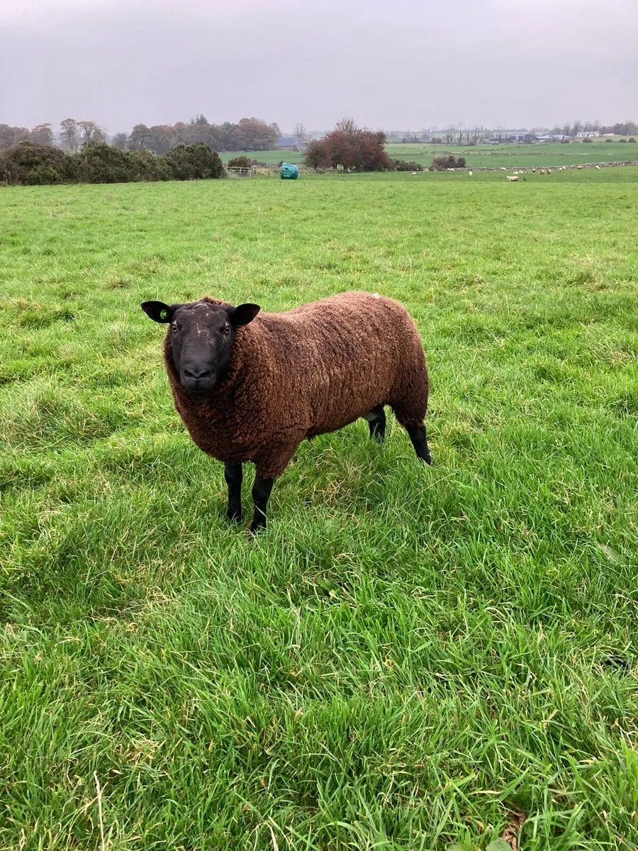 Hogget ram - Image 3