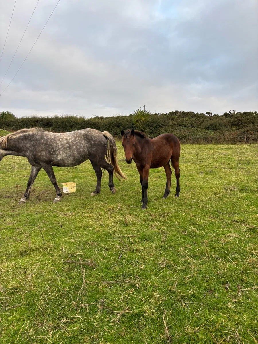 Connemara filly foal - Image 1