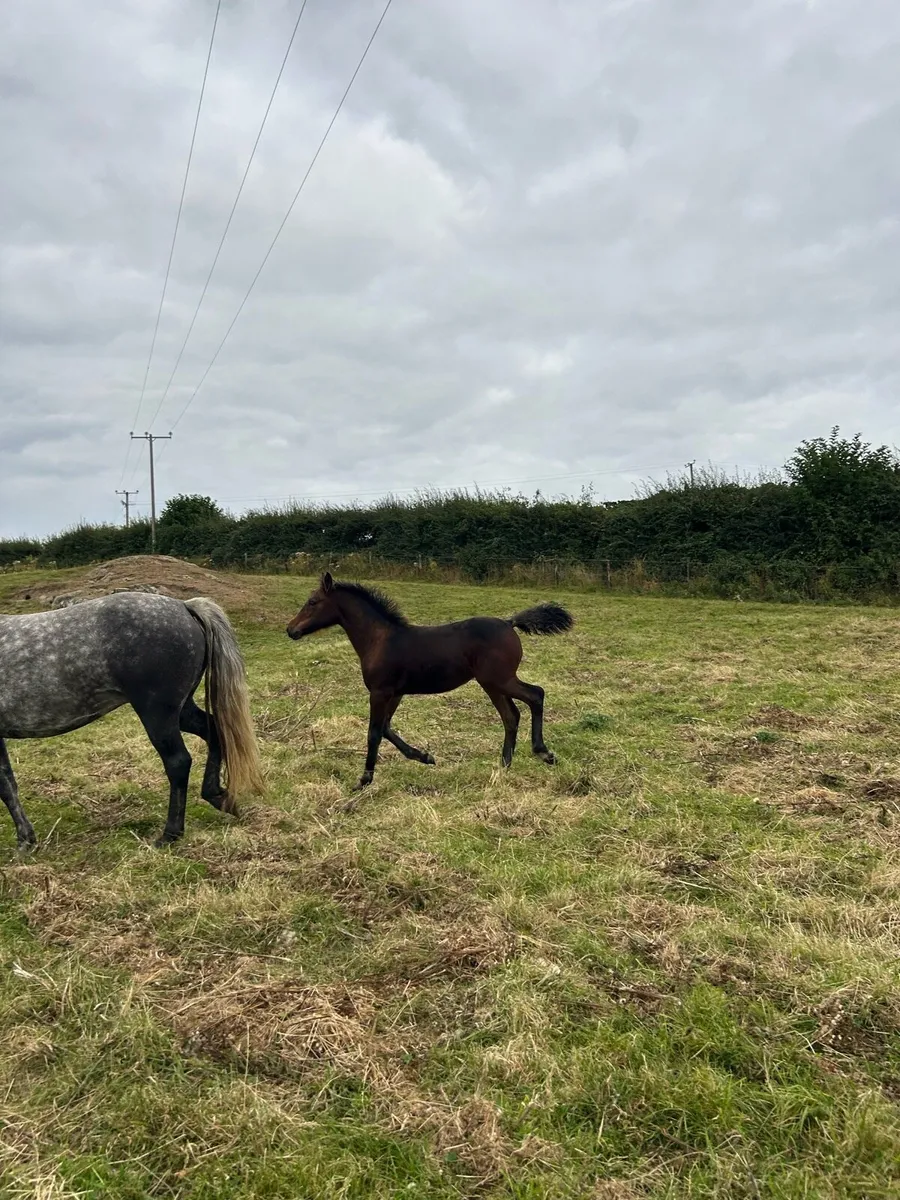 Connemara filly foal - Image 2