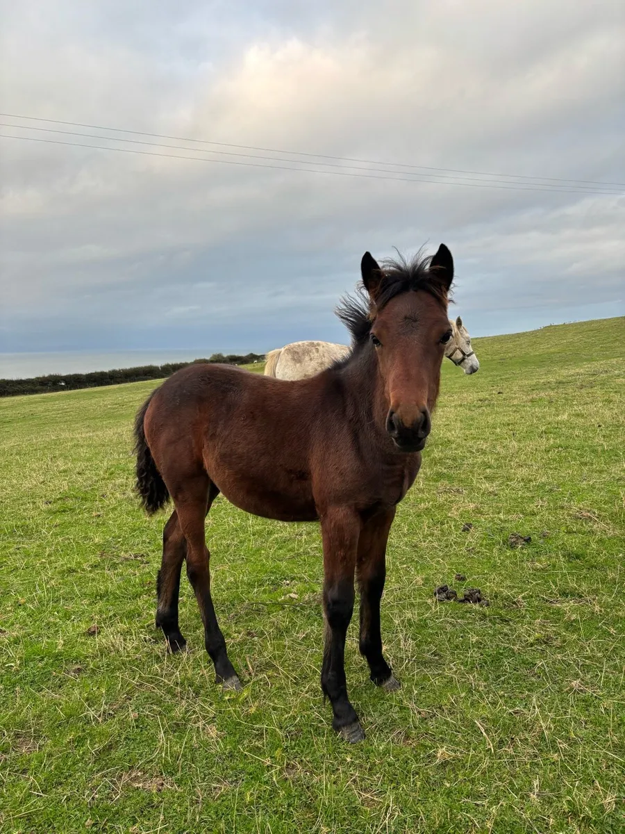 Connemara filly foal - Image 3