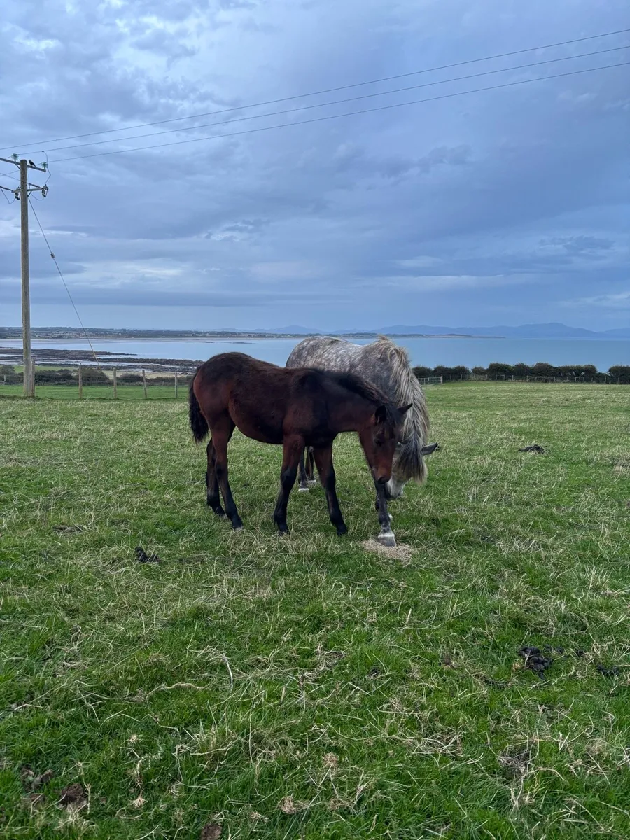 Connemara filly foal - Image 4